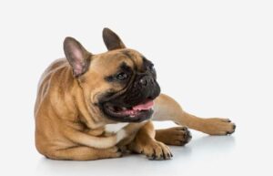 Epilepsia en perros, un problema neurológico crónico