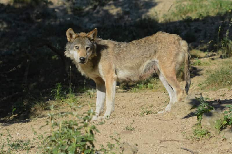 Lobo, canis lupus