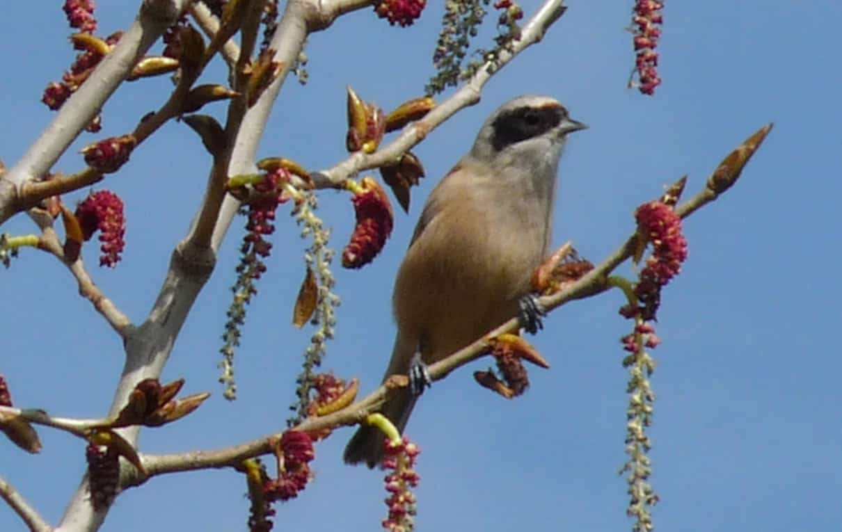 Pájaro moscón, Remiz pendulinus , un buen constructor de nidos