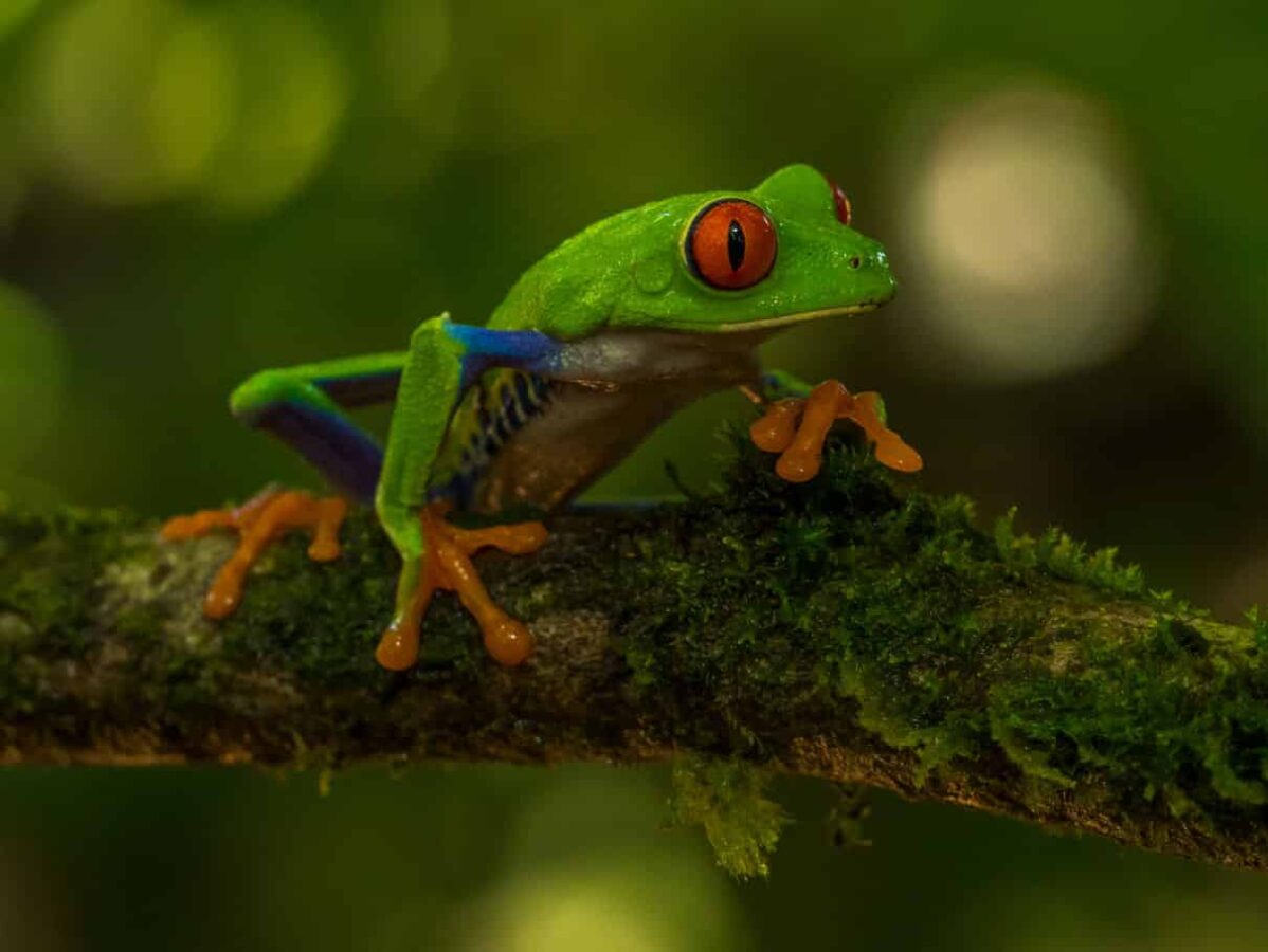 Imagen seleccionada para reproducción de los anfibios