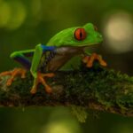 reproduccion-de-los-anfibios