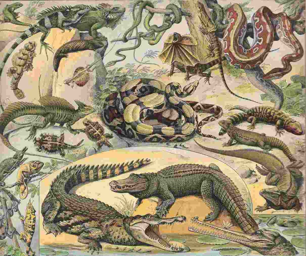 Imagen seleccionada para reproducción de los reptiles