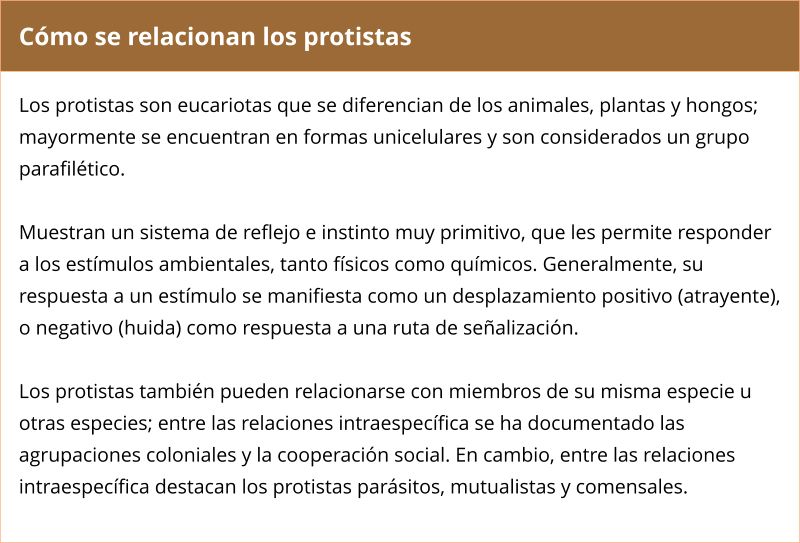 Esquema o resumen sobre cómo se relacionan los protistas