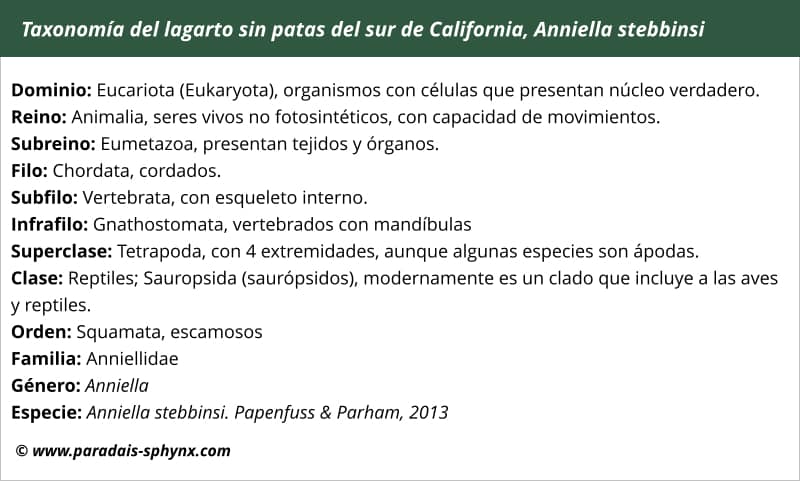 Taxonomía o clasificación científica de Anniella stebbinsi