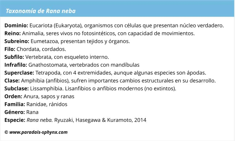 Taxonomía, clasificación científica de la Rana neba