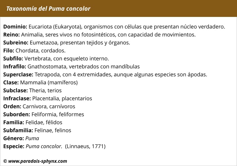 pedir Independiente Recitar Puma animal (concolor), hábitat, costumbres, alimentación y reproducción
