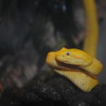 vibora-arborea-africana-atheris-squamigera