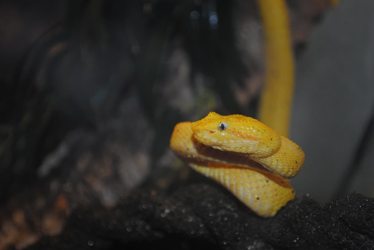 Víbora arbórea africana, Atheris squamigera, un ofidio venenoso