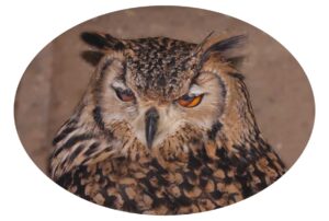 20 curiosidades de las aves, algunas difíciles de imaginar