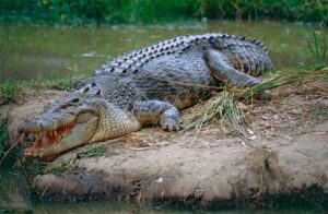 Cocodrilo marino, Crocodylus porosus, el reptil más grande del mundo