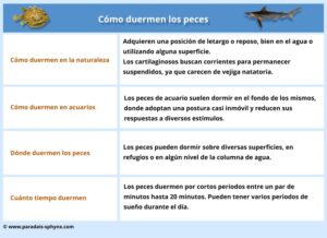 Cómo duermen los peces, dónde lo hacen y duración del sueño