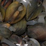 como-se-reproducen-las-almejas