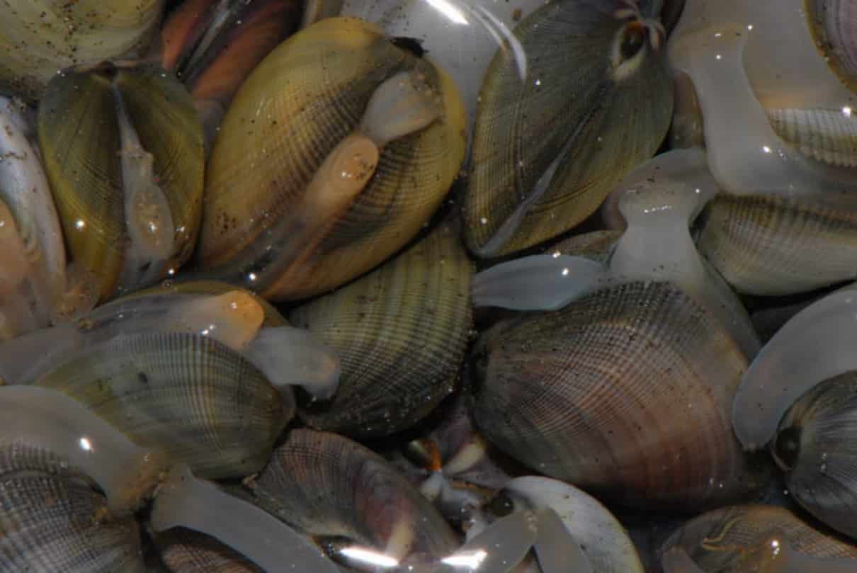 Cómo se reproducen las almejas