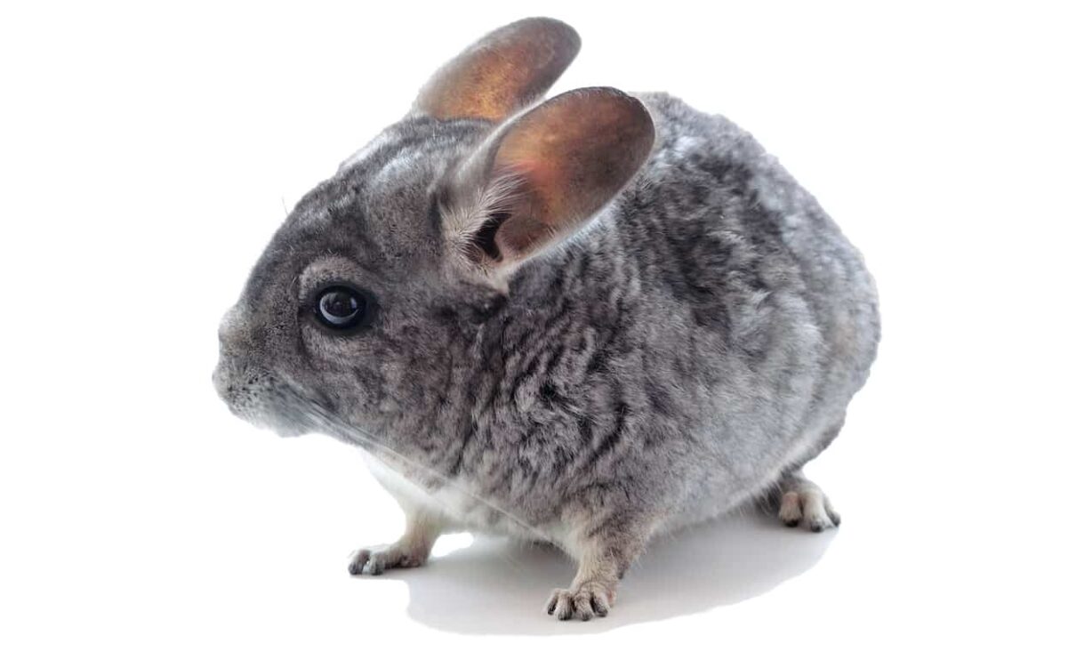 Comportamiento de la chinchilla