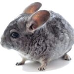 comportamiento-de-la-chinchilla