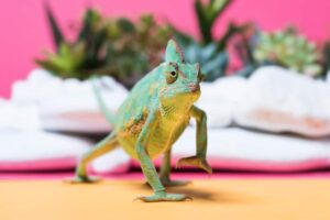 20 Curiosidades de los reptiles, con ejemplos y cuadro resumen