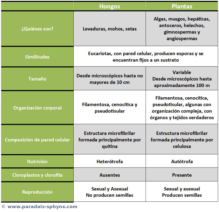 Diferencias entre hongos y plantas, también similitudes