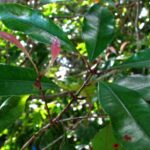 ejemplo-de-alelopatia-en-plantas