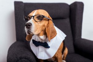 Estereotipias en perros, causas y tipos, un problema que precisa atención