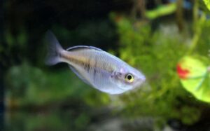 ¿Los peces tienen sentimientos? ¿ Qué sienten?¿tienen memoria?
