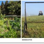 monocultivo-y-policultivo