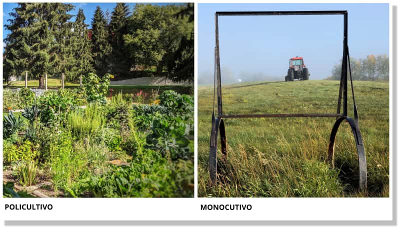 Monocultivo y policultivo