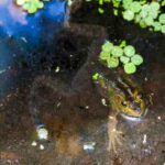 rana-cerdo-americana-lithobates-grylio