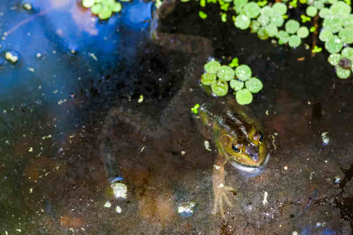 Rana cerdo americana, Lithobates grylio, una bulliciosa rana acuática