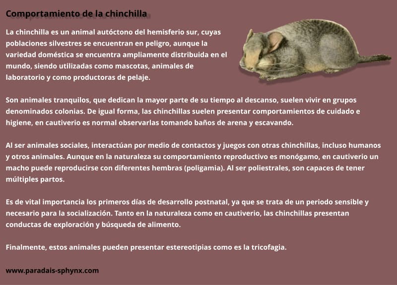Resumen sobre el comportamiento de las chinchillas