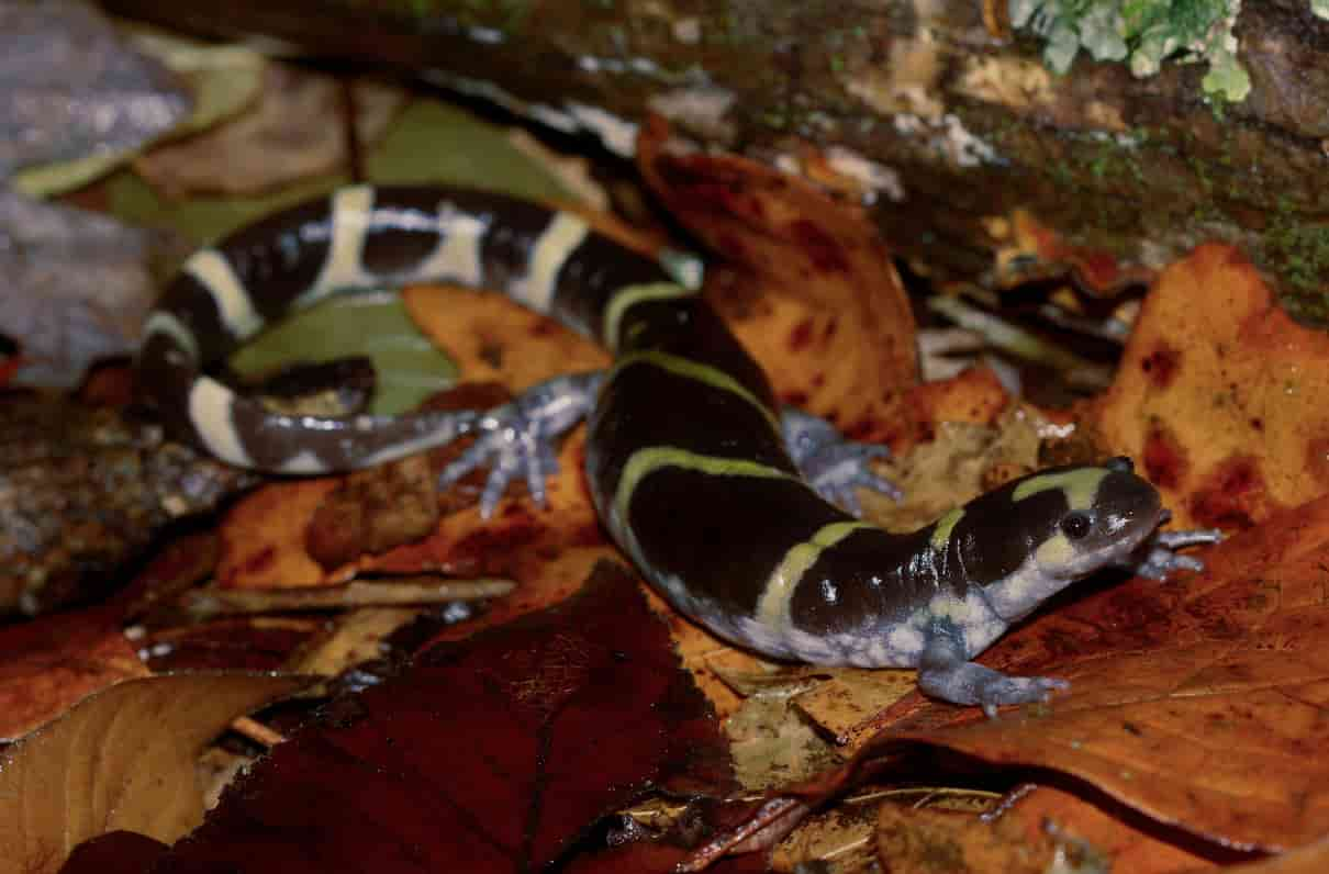 salamandra anillada, Ambystoma annulatum