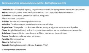 Salamandra merideña, Bolitoglossa orestes, un anfibio de bosque tropófilo