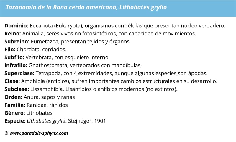 Taxonomía, clasificación científica de la rana cerdo americana, Lithobates grylio
