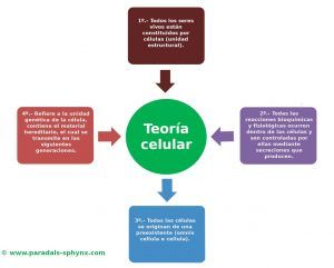 Teoría celular, de qué trata, principios o postulados. Autores destacados