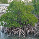 Viviparidad en plantas, ejemplos. Pseudoviviparidad y criptoviviparidad viviparidad-en-plantas