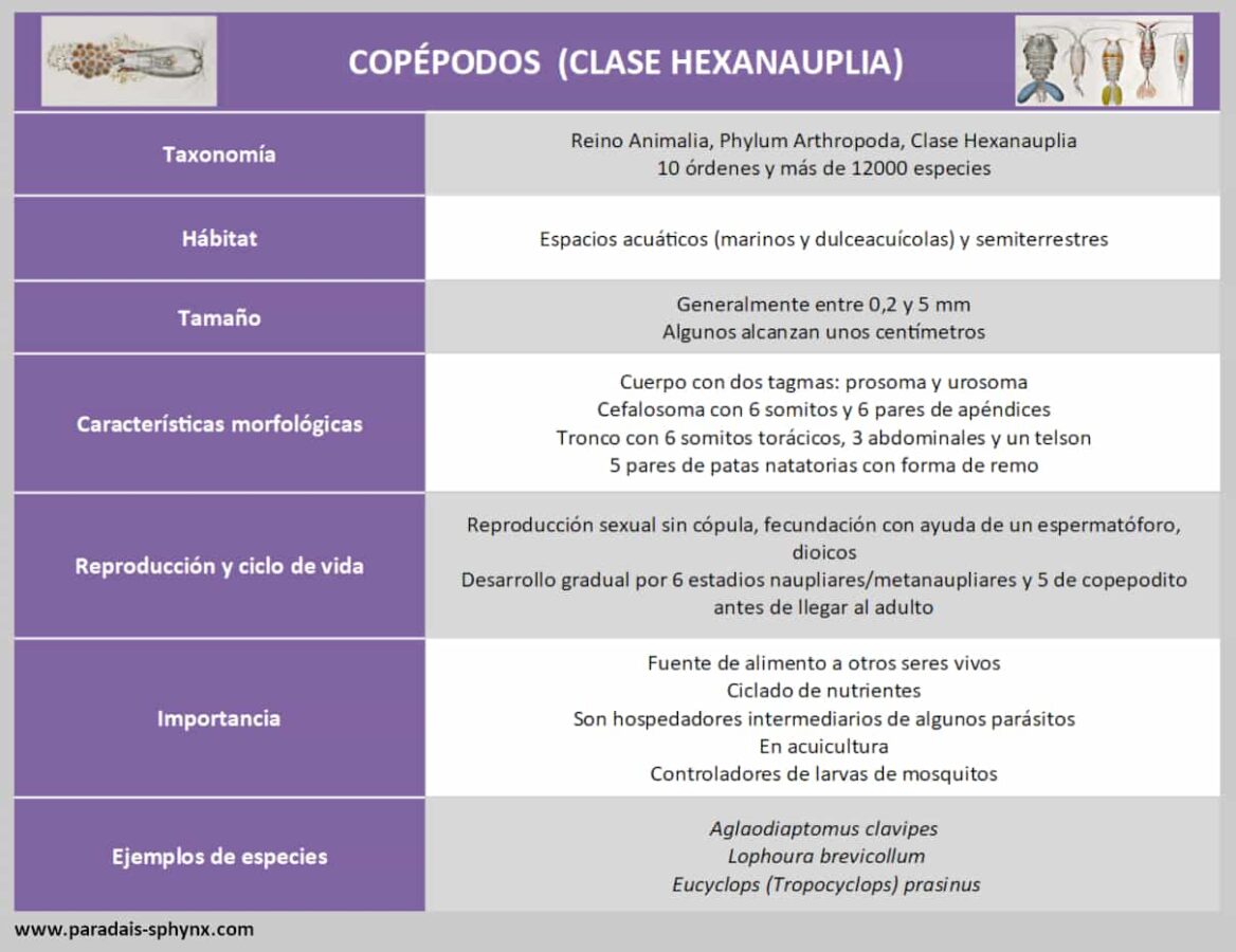 Copépodos (Copepoda), actual clase Hexanauplia