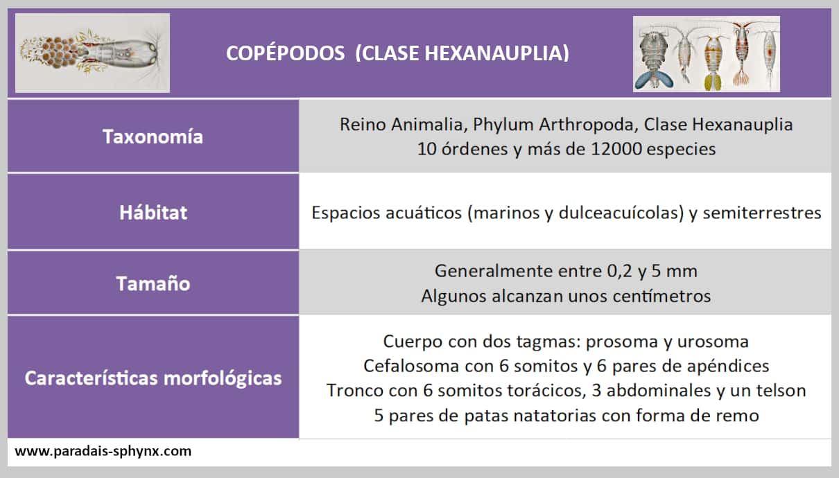 Copépodos (Copepoda), actual clase Hexanauplia