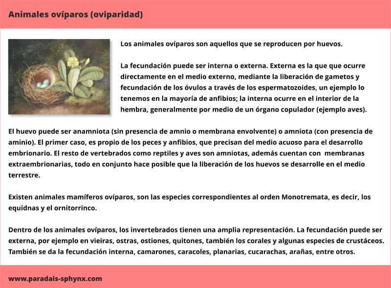 Resumen o esquema sobre animales ovíparos
