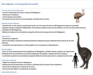 Aves elefantes, las más grandes del mundo