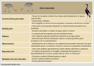 Aves zancudas, características, biología y ejemplos