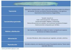 Cefalocordados , características, clasificación y ejemplos