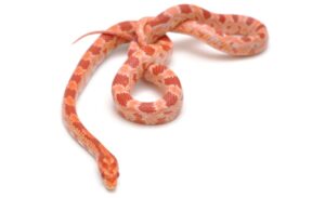 Clasificación de los reptiles, sistemática tradicional y cladística