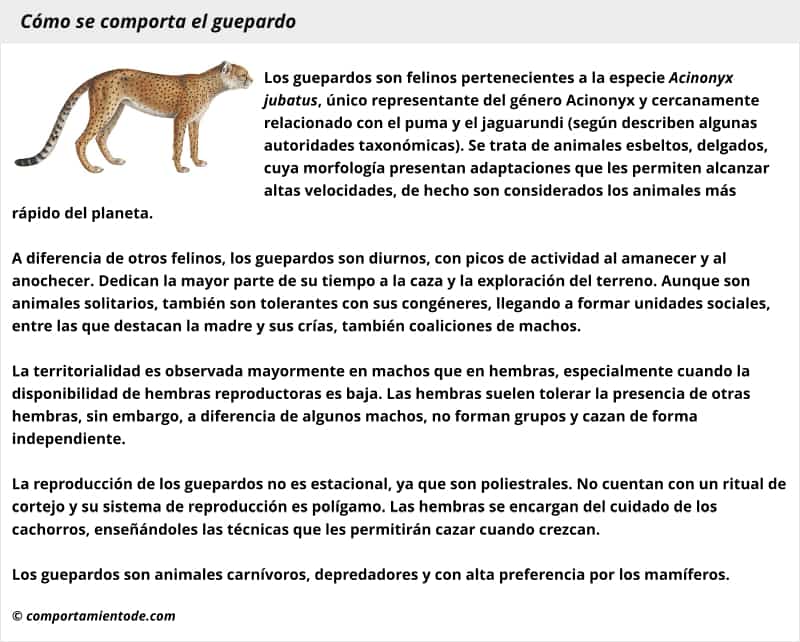 Resumen con esquema sobre cómo se comporta el guepardo,  Acinonyx jubatus