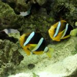 como-se-comporta-el-pez-payaso