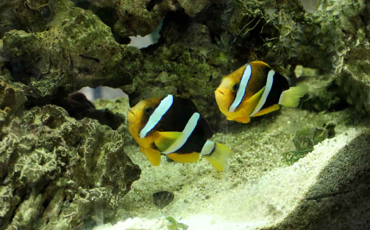 Cómo se comporta el pez payaso