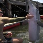 como-se-comportan-los-delfines