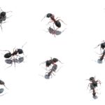 comportamiento-de-las-hormigas
