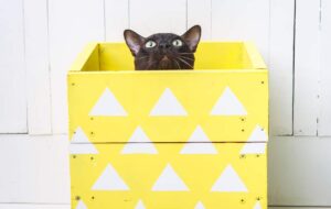 Curiosidades de los gatos