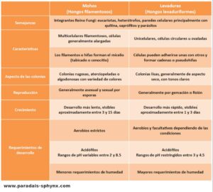 Diferencias entre mohos y levaduras, qué son, también sus semejanzas