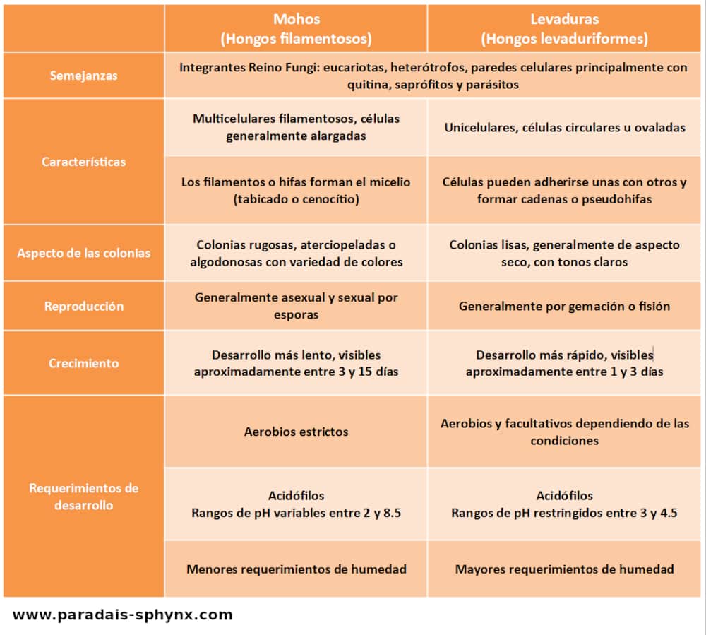 Diferencias entre mohos y levaduras