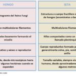 es-lo-mismo-un-hongo-que-una-seta